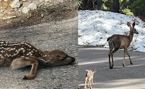 Leave the baby deer alone, park service says
